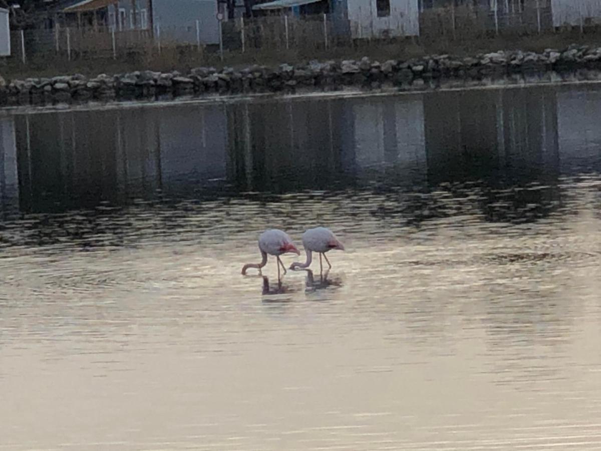 Barcaresa-La Perle Vue Mer Pieds Dans L'Eau Clim Wifi Leucate Exterior photo